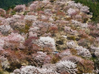 20120414-06.JPG
